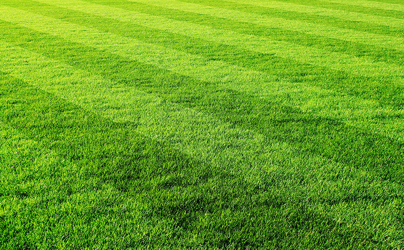 green lawn care St Louis Lawn Care Company Near Me